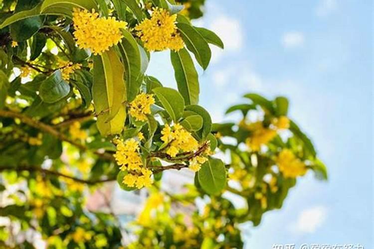 如何给桂花树施肥