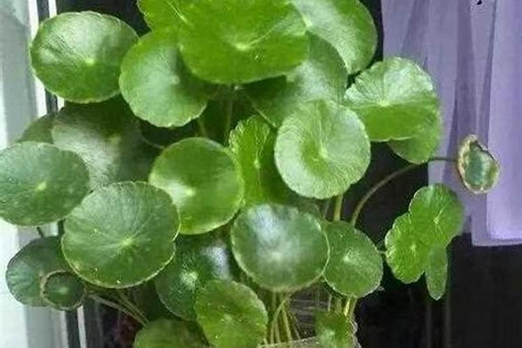 铜钱草的水培方法