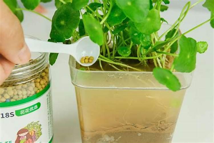 铜钱草的水培方法 铜钱草完全水培的方法