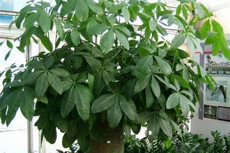 发财树冬天施些氮肥可以吗怎么施？