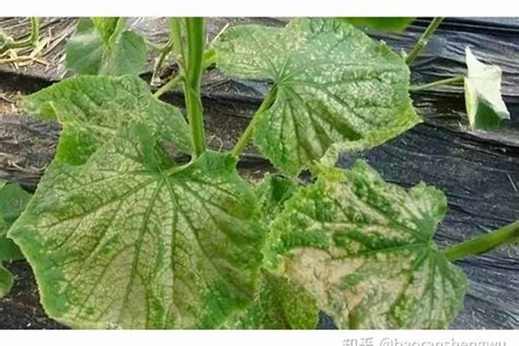 蔬菜肥害有哪些常见的症状？