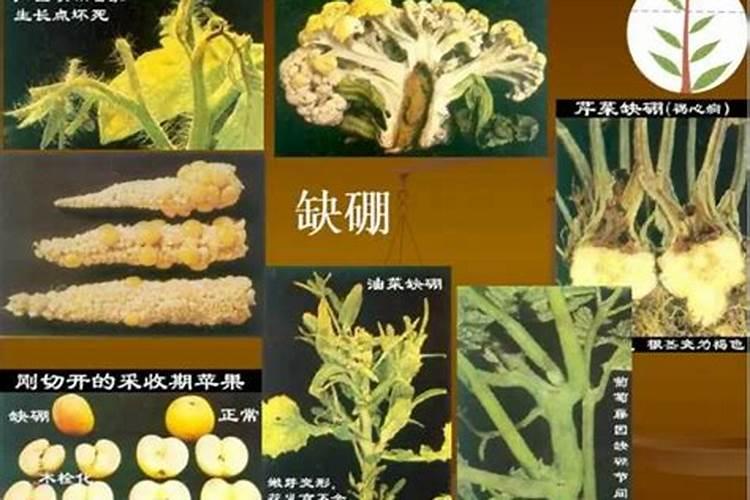 蔬菜肥害的症状及防治措施有哪些
