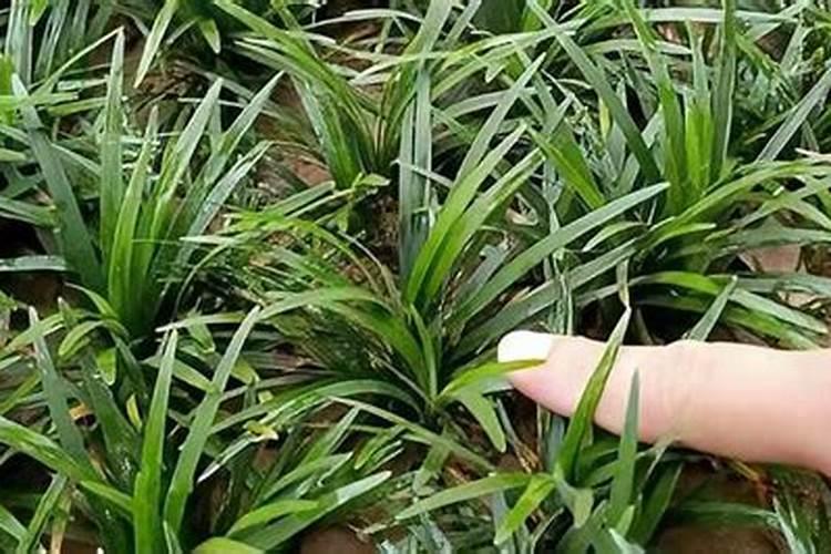 麦冬种植麦冬草叶子黄干了怎么办？