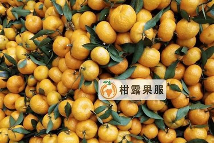 广西柑橘打药一吨价格表