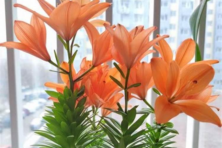 花生怎么养才长得好 花生如何养才长得好