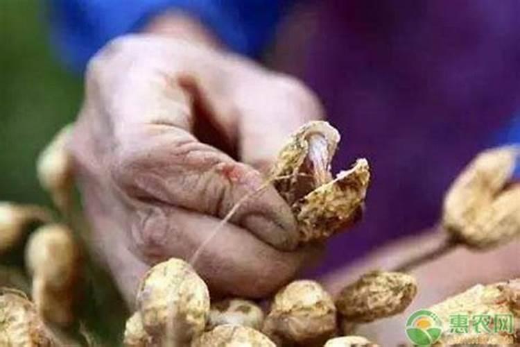 花生空壳是什么原因造成的