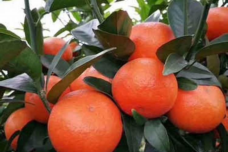 沃柑开春施肥如何保花保果？