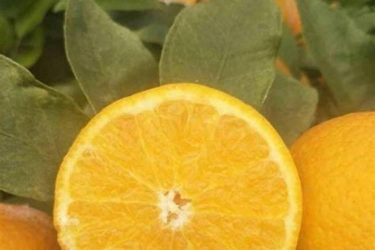 无核沃柑091的保花保果方案,无核沃柑091适合哪些地方种植