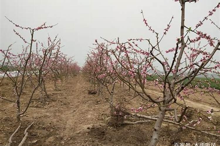 桃树落花后需要打什么药？