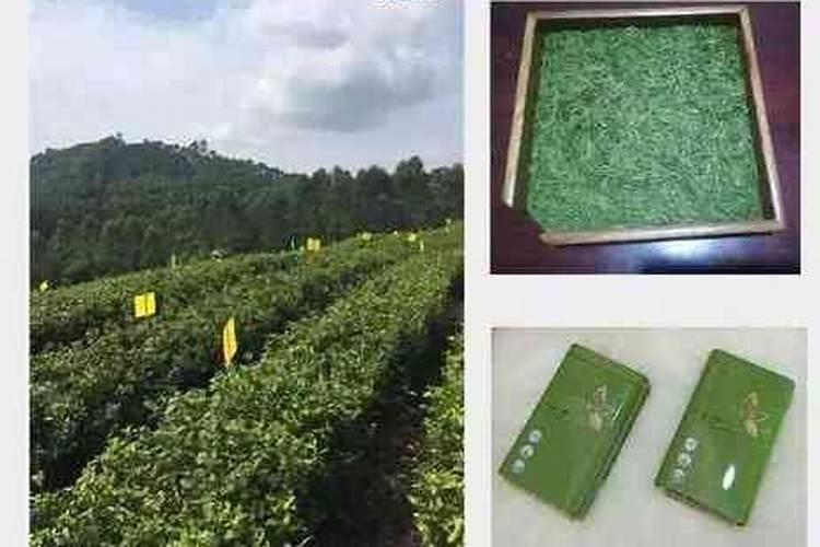 一亩茶园需要多少有机肥？