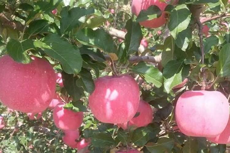 苹果树什么时候补钾