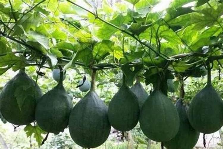 瓜蒌种植需要高钾肥吗为什么？