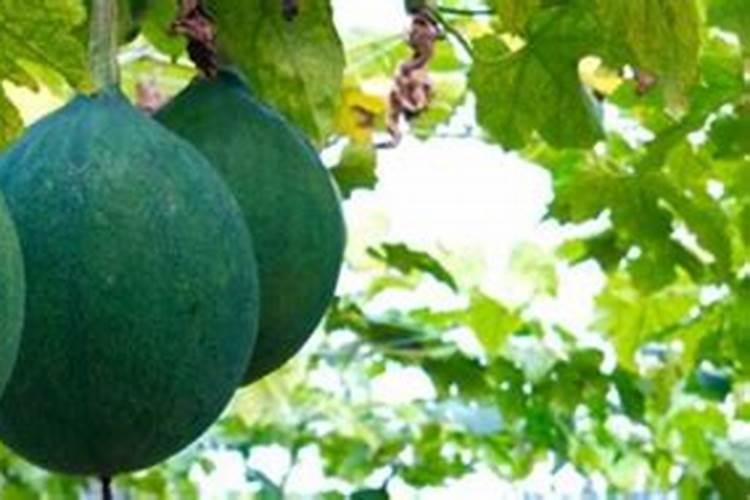 瓜蒌的养殖方法和注意事项