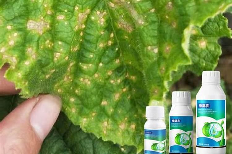 专家们,黄瓜褐斑病用什么药处理？