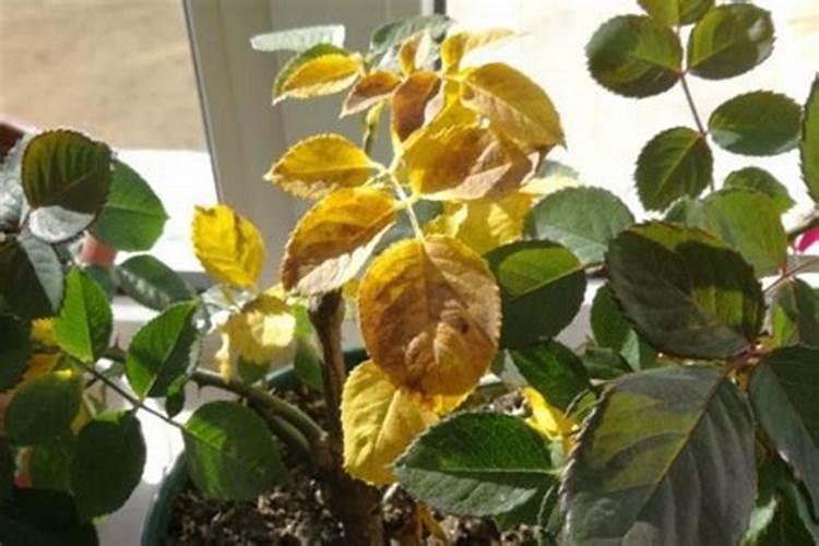 杨树叶子发黄怎么根治