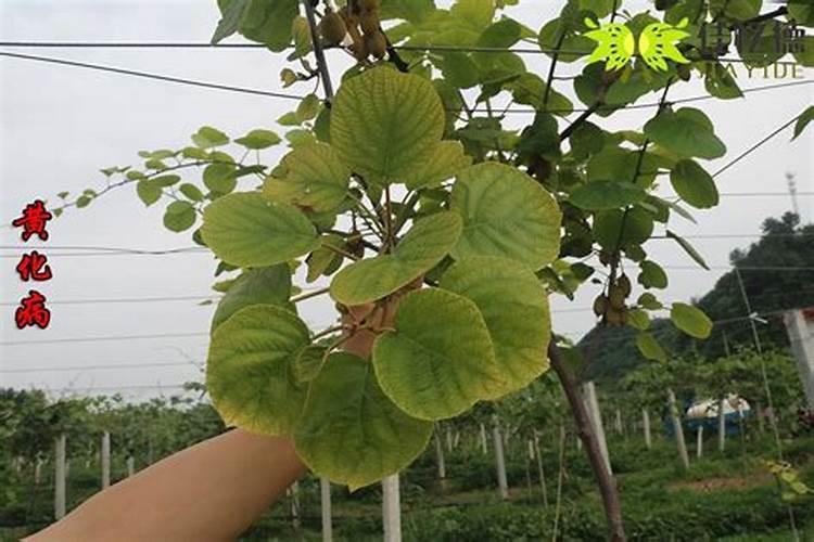 猕猴桃叶子发黄怎么办