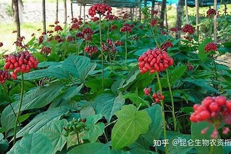 怎样给西洋参追肥？