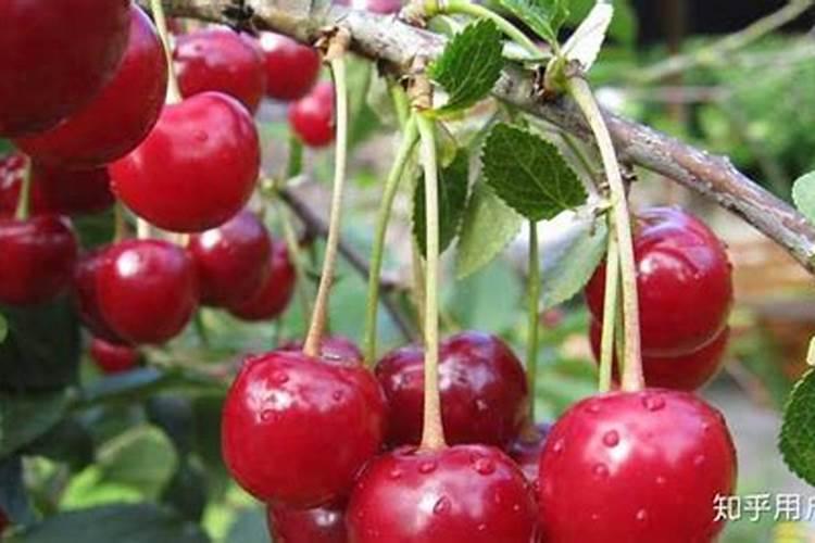 樱桃增甜的水溶肥有哪些种类？