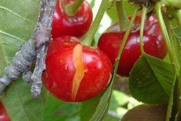 植物缺钙怎么解决？什么钙肥补充效果更好？