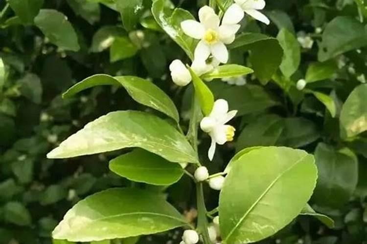 马水桔如何保花保果？马水桔保花保果的措施