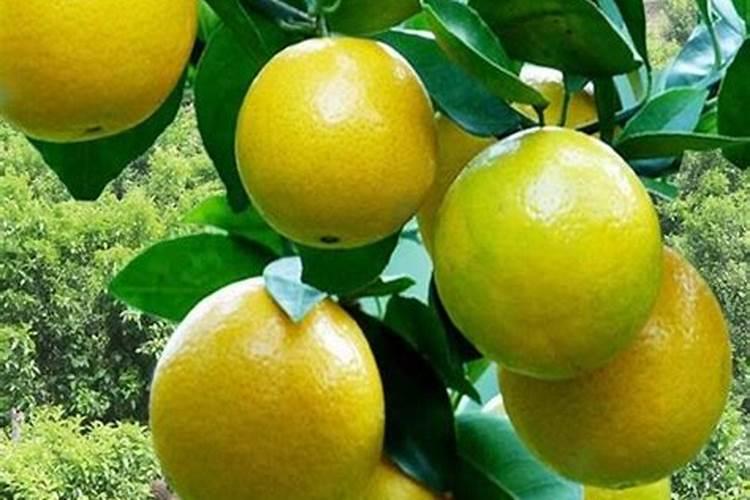 柑橘生长需要哪些肥料(橘子全年科学施肥时期和方案)