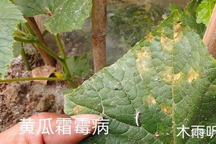 黄瓜霜霉病起的推快？