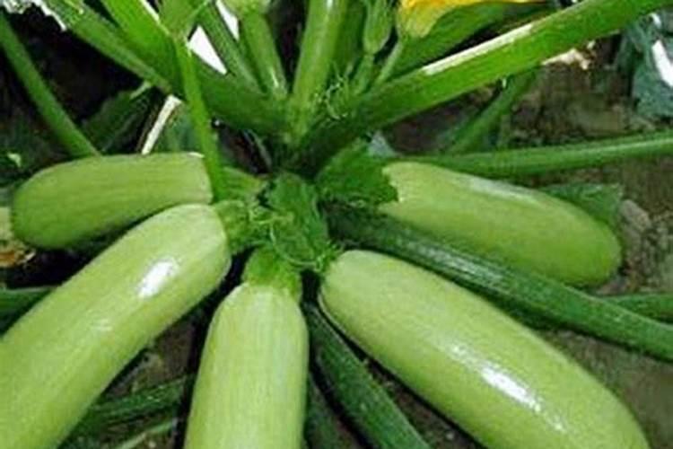 西葫芦高产使用鱼蛋白肥好不好