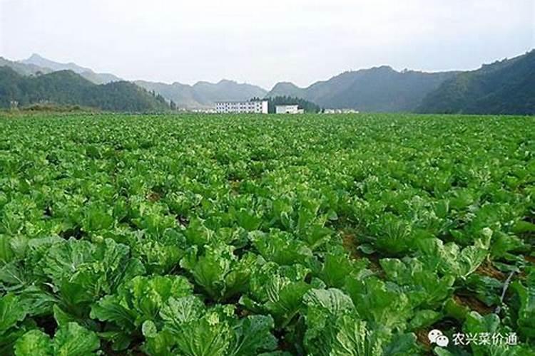 糖化硼能用在有机蔬菜上吗？