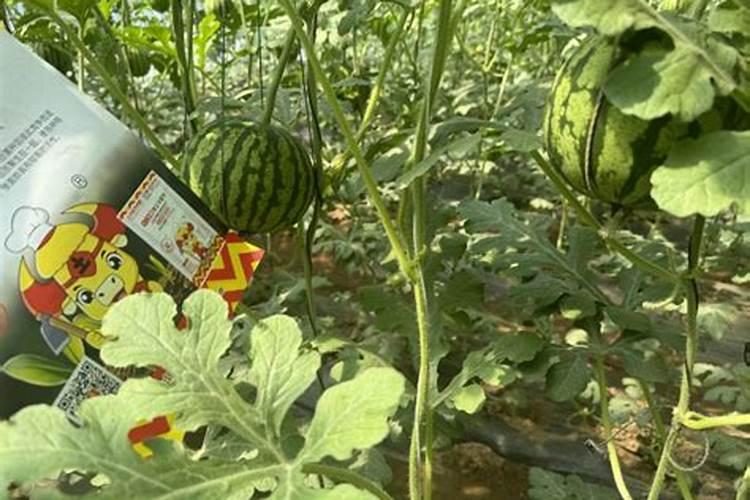 种西瓜用什么肥料又大又甜