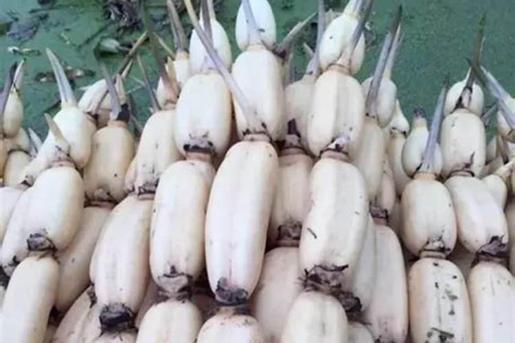 莲藕多施磷肥好吗怎么施？