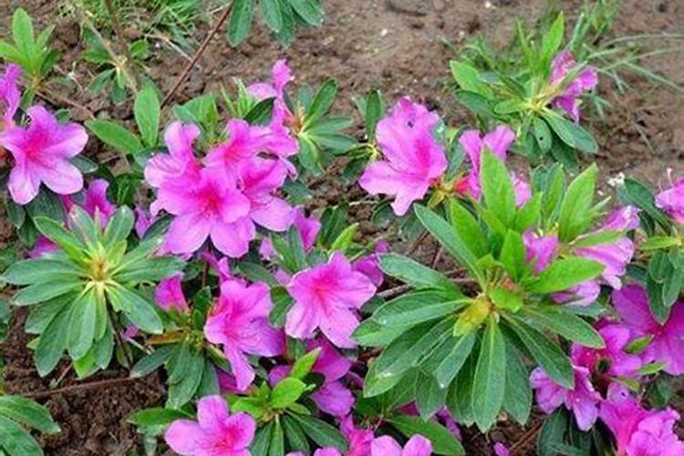杜鹃花肥制作与使用方法