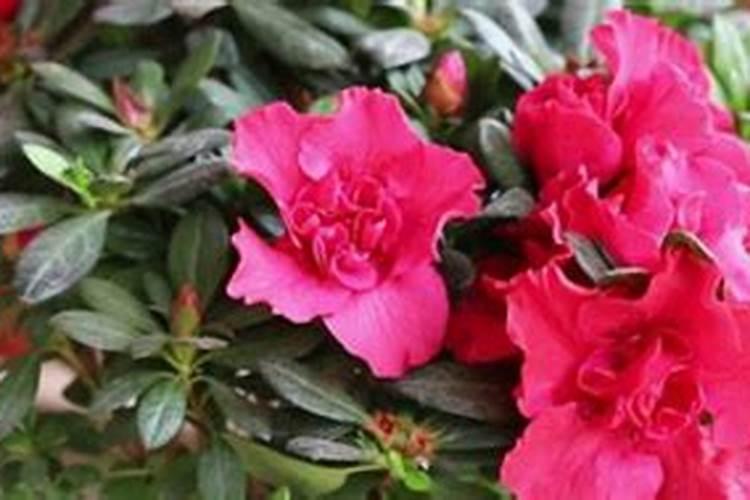杜鹃花最佳的施肥时间介绍 杜鹃花什么时候施肥