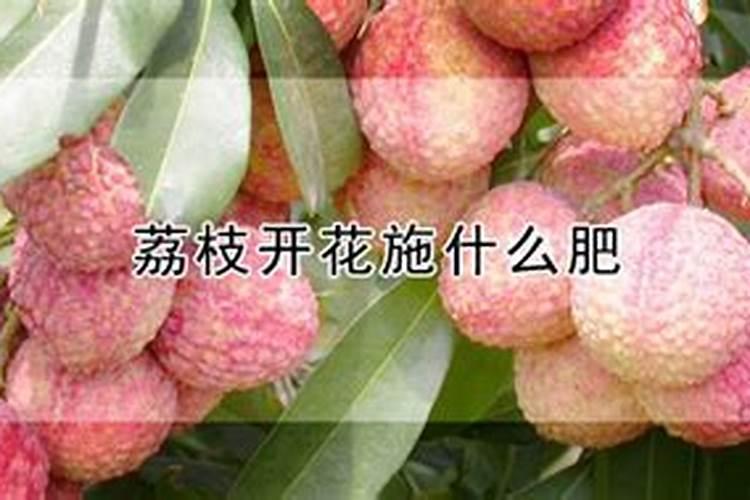 荔枝开花施什么肥