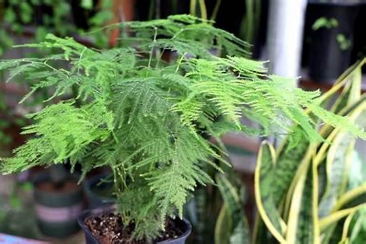 “文竹”总怕养不好？没那么难,施肥做得好文竹也能绿油油!