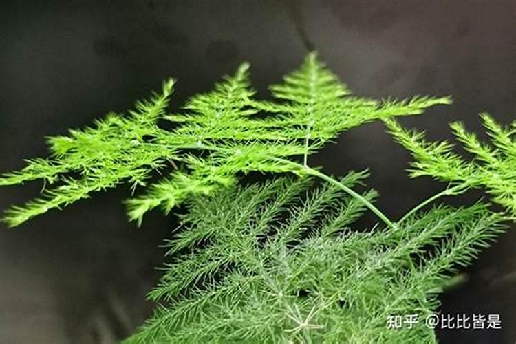 文竹叶子需不需要喷水