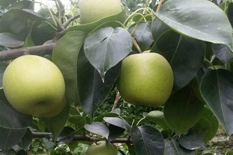 我家的黄冠梨树上了两次高钾肥到了六月底这次上什么肥料好？