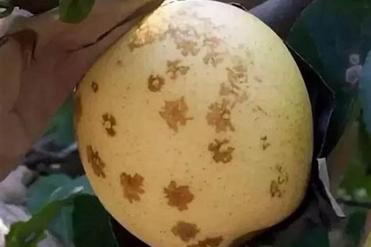 皇冠梨鸡爪病现在有没有特效药？