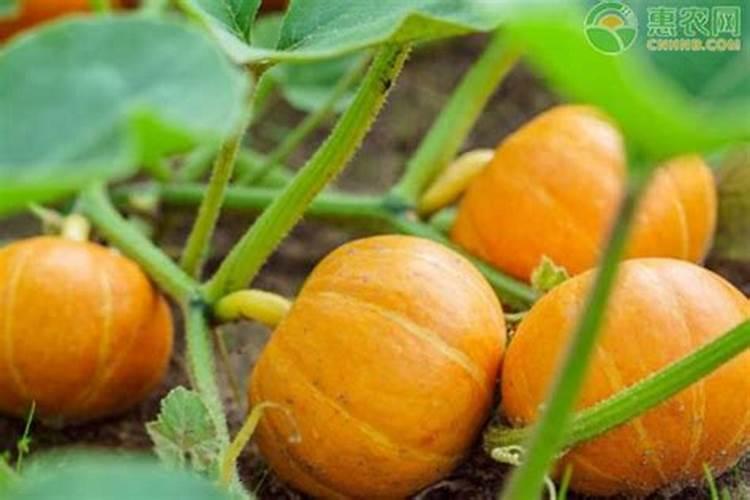 南瓜刚刚打顶可以喷叶面肥吗？