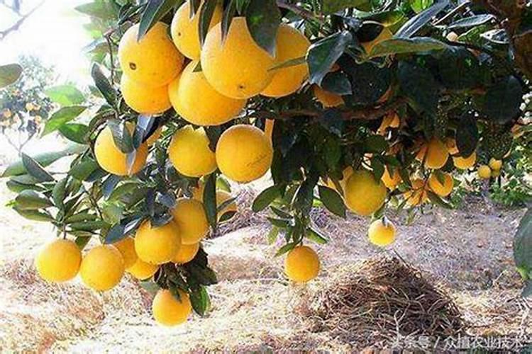 柑橘采果肥也称“月子肥”,施足“月子肥”,果树好过冬!
