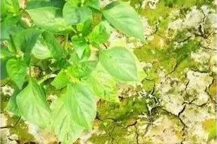 施用过量的话那就是好心办坏事,番茄作物受到肥害怎样快速恢复？