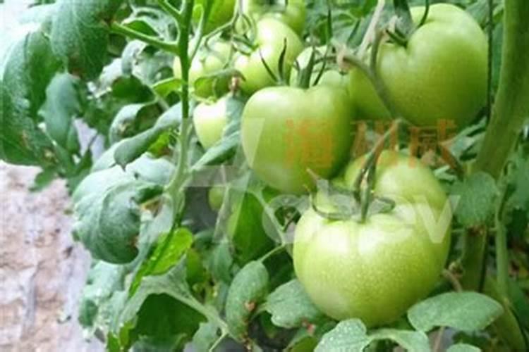 西红柿喜欢腐植酸肥料吗为什么？