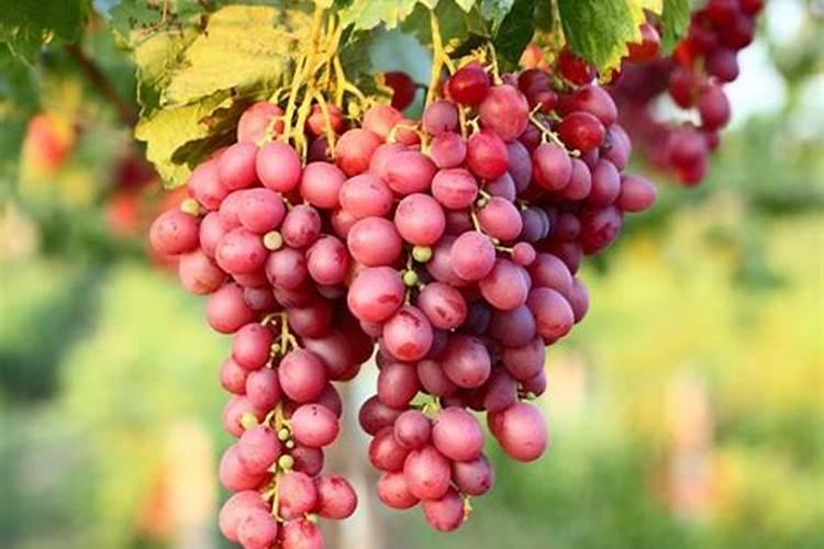 膨果最快最佳配方