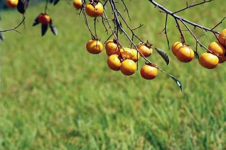 柿子坐果后落果严重