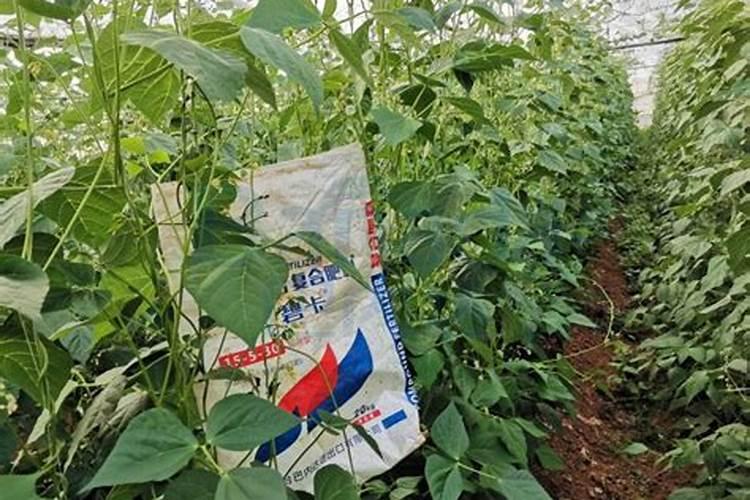 豆角叶面喷什么好？用什么肥料好？豆角什么时候喷昆仑风叶面肥好？