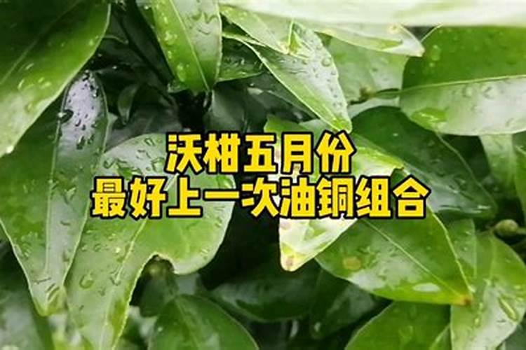 柑橘五月份打什么药