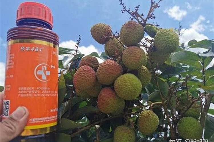 芸苔素能不能促进根茎果实的膨大