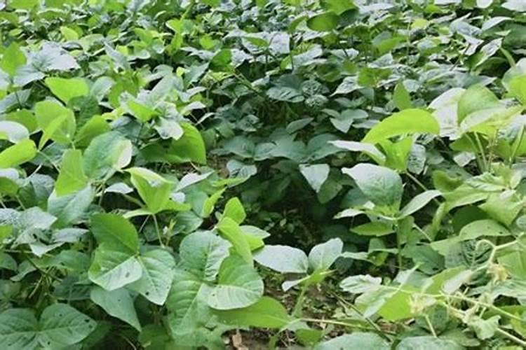 大豆肥料施用需要注意啥