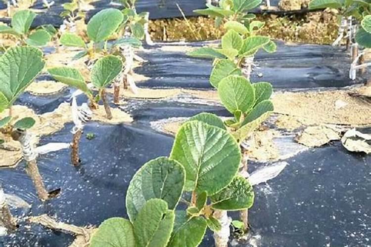 猕猴桃一亩地用多少氮肥最好？