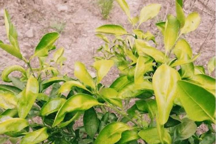 四季豆尿素和磷肥混用吗能用吗？