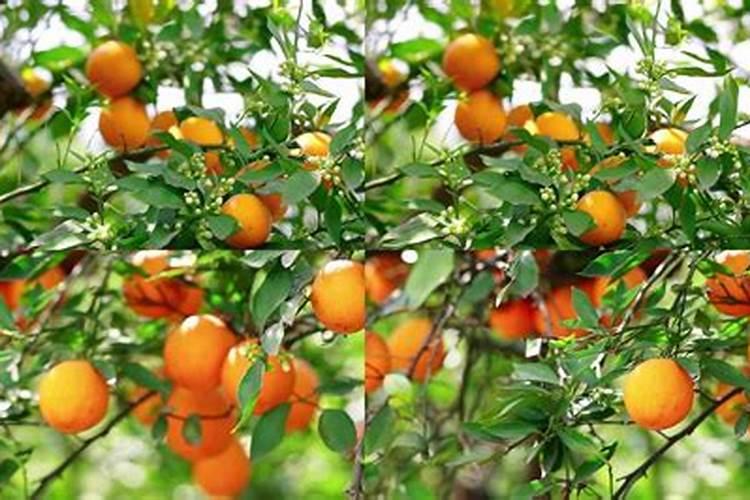 脐橙挂果树八月份中旬能不能用矿源黄腐酸钾